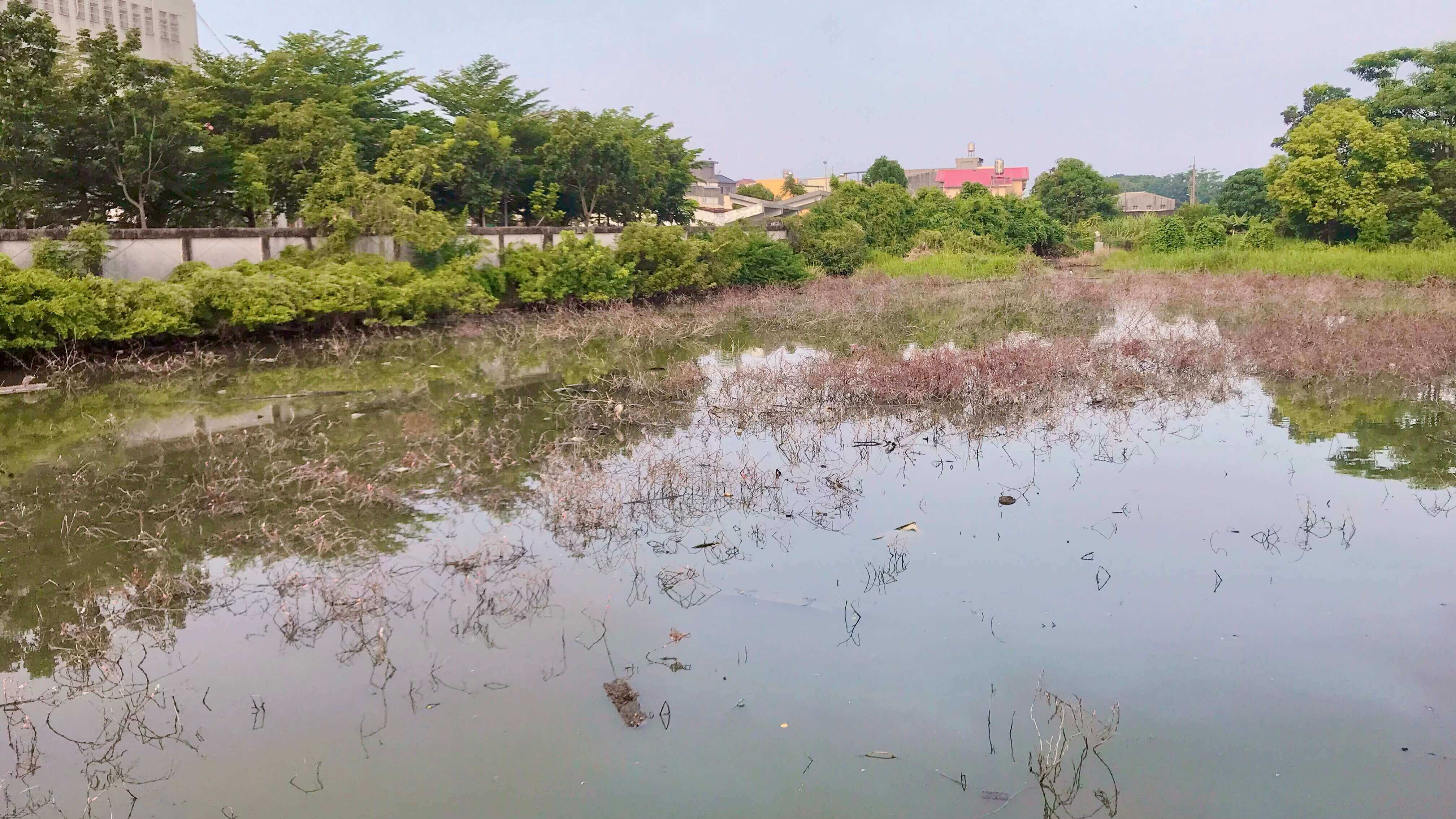 ​沒有黑天鵝的天鵝湖！ 南市議員蔡育輝批市府任令美麗的地方被荒廢